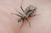 Coranus kerzhneri